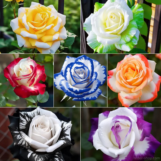 🎉Limited time discount🌞Black and White Cruella Twin Roses Seeds