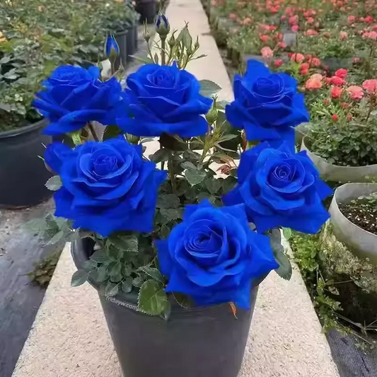 💙💙Blue Enchantress Rose Seeds✨