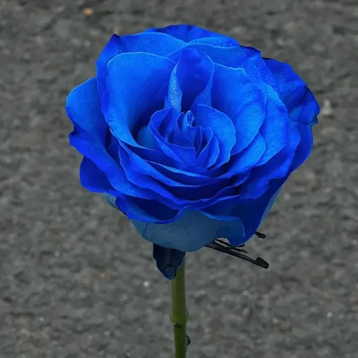 💙💙Blue Enchantress Rose Seeds✨