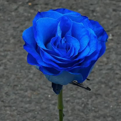 💙💙Blue Enchantress Rose Seeds✨