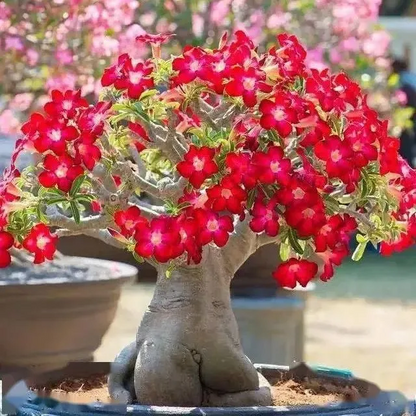 Desert Rose Seeds🌹Multiple Varieties🌈 Heat-Resistant✨