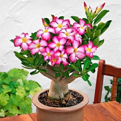 Desert Rose Seeds🌹Multiple Varieties🌈 Heat-Resistant✨