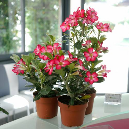 Desert Rose Seeds🌹Multiple Varieties🌈 Heat-Resistant✨