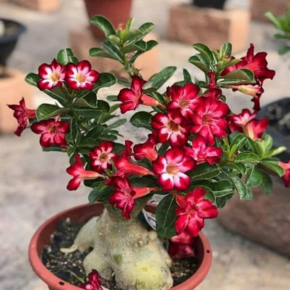 Desert Rose Seeds🌹Multiple Varieties🌈 Heat-Resistant✨