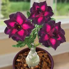 Desert Rose Seeds🌹Multiple Varieties🌈 Heat-Resistant✨