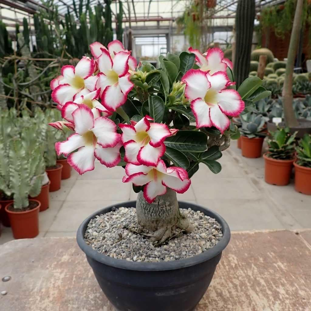Desert Rose Seeds🌹Multiple Varieties🌈 Heat-Resistant✨