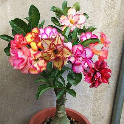 Desert Rose Seeds🌹Multiple Varieties🌈 Heat-Resistant✨