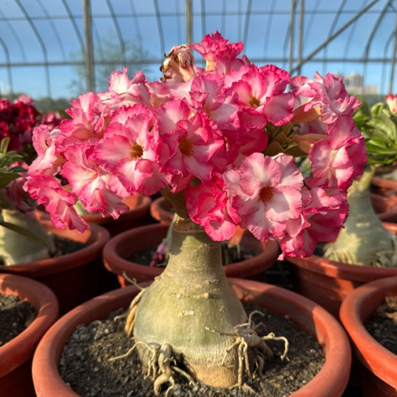 Desert Rose Seeds🌹Multiple Varieties🌈 Heat-Resistant✨
