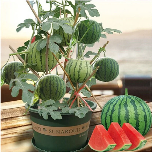 🍉Bonsai Watermelon Seeds – Grow Mini Watermelons at Home