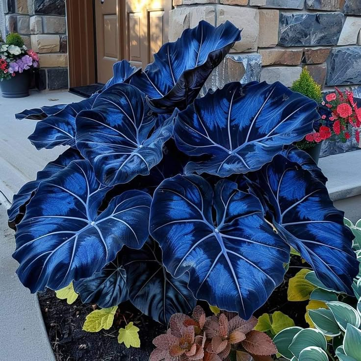 Giant Alocasia Bulbs🍃Transform Your Space with Tropical Majesty