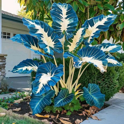 Giant Alocasia Bulbs🍃Transform Your Space with Tropical Majesty