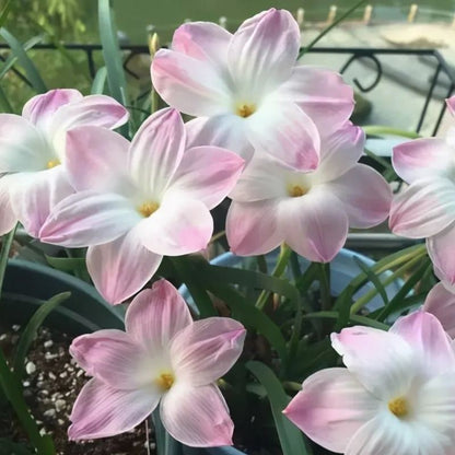 Premium Rain Lily Bulbs-Repeat-Blooming • Heat-Tolerant