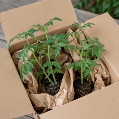 🍒 56% OFF🔆Dwarf Bonsai Cherry Tomatoes Seedling