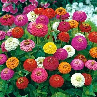 Double Zinnia Seeds Mix