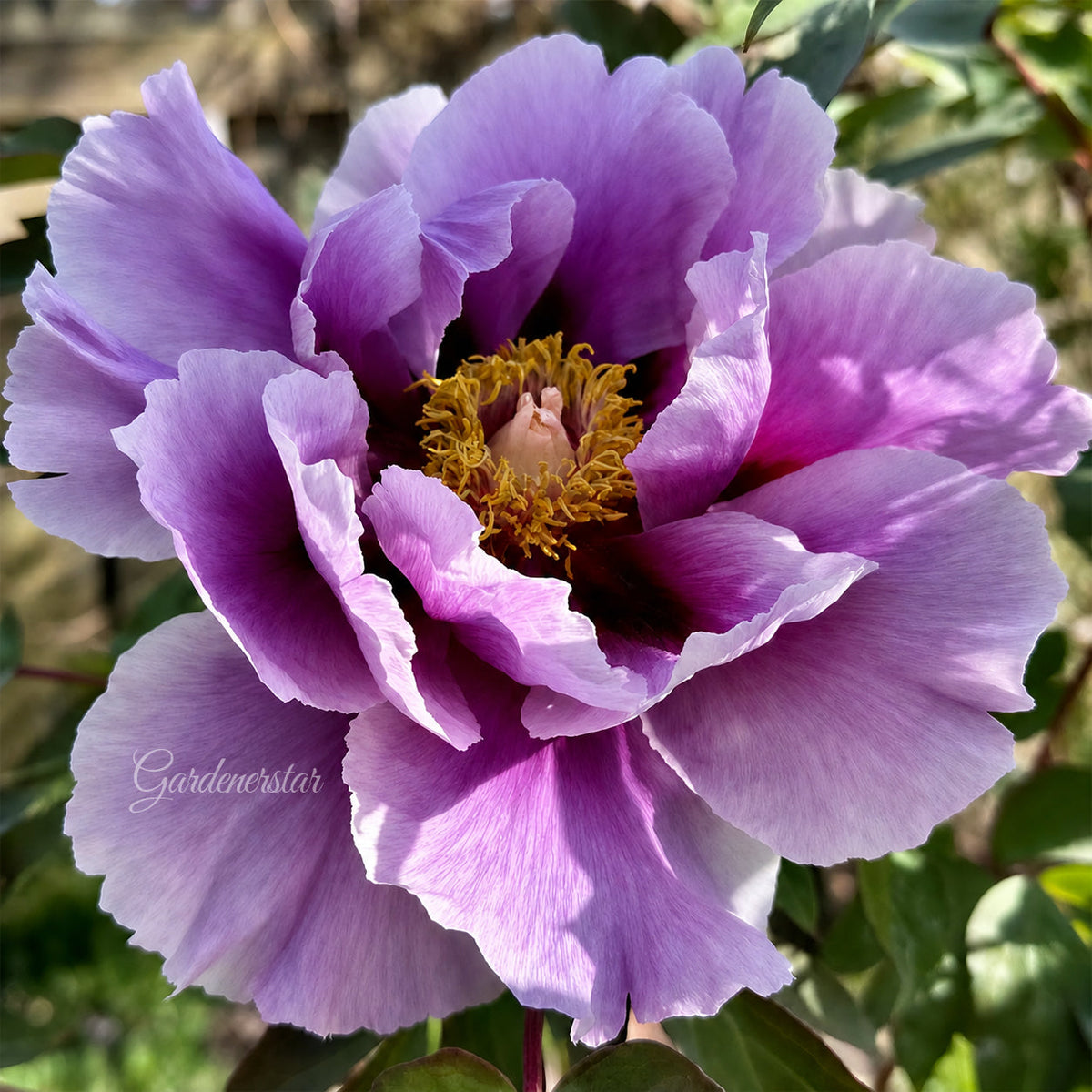 🌸 Rare Climbing Peony Bulbs🪴Big Full Blooms, Cold Hardy Perennial, Easy to Grow Garden Favorite