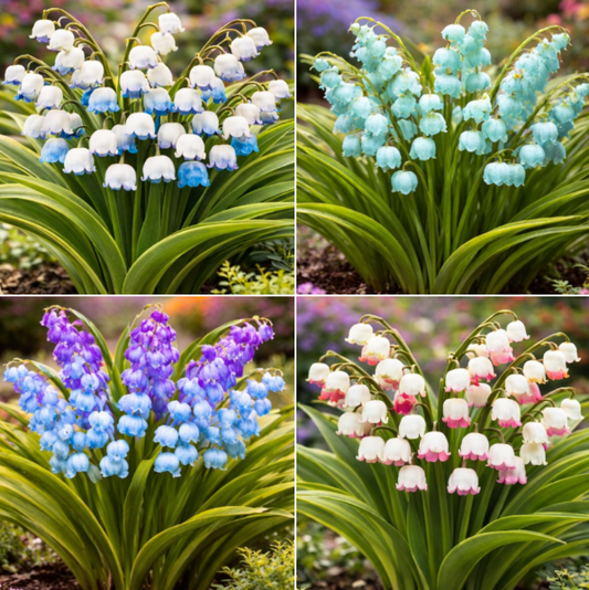 🪻Lily of the Valley Rhizomes 🌿