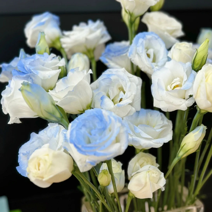 🔥Hot Sale 50% OFF🌱Eustoma Thornless Rose💐Lisanthus Seeds