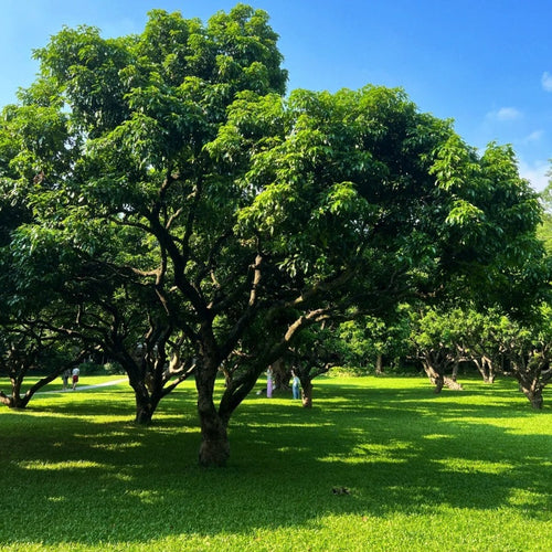 Turn Patchy, Dead Grass Into a Thick Green Lawn in Weeks