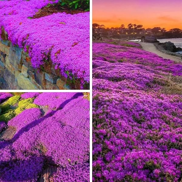 ✨🌸Low-maintenance thyme seeds🍀
