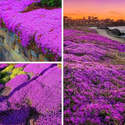 ✨🌸Low-maintenance thyme seeds🍀