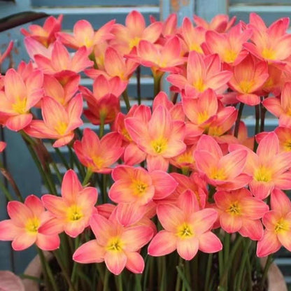 Premium Rain Lily Bulbs-Repeat-Blooming • Heat-Tolerant