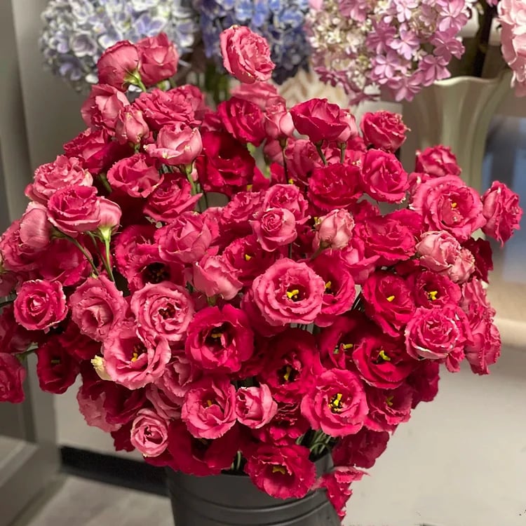 🔥Hot Sale 50% OFF🌱Eustoma Thornless Rose💐Lisanthus Seeds