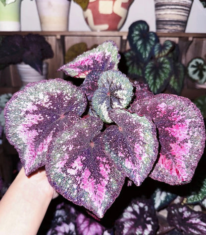🌿Premium Begonia Seeds: A Rainbow of Blooms for Your Garden – Cultivated with Love by a Passionate Grower 🌈