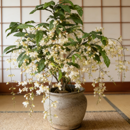 🔥50% Off Only Today🌸 Weeping Jasmine Seeds🌸