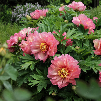 🌸 Rare Climbing Peony Bulbs🪴Big Full Blooms, Cold Hardy Perennial, Easy to Grow Garden Favorite