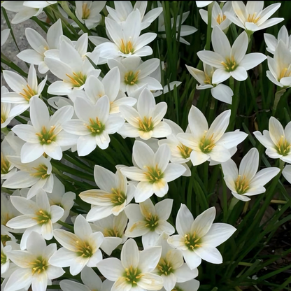 Premium Rain Lily Bulbs-Repeat-Blooming • Heat-Tolerant