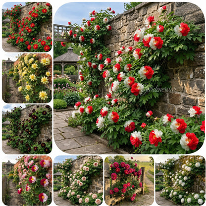 🌸 Rare Climbing Peony Bulbs🪴Big Full Blooms, Cold Hardy Perennial, Easy to Grow Garden Favorite