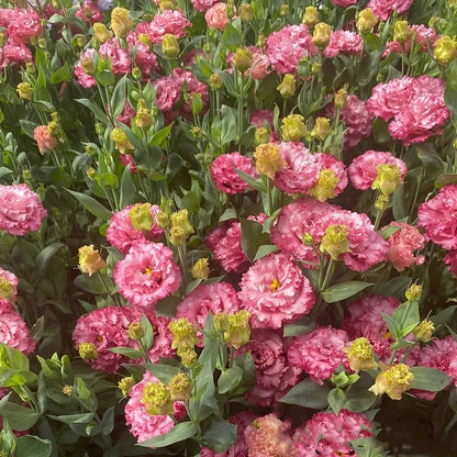 🔥Hot Sale 50% OFF🌱Eustoma Thornless Rose💐Lisanthus Seeds