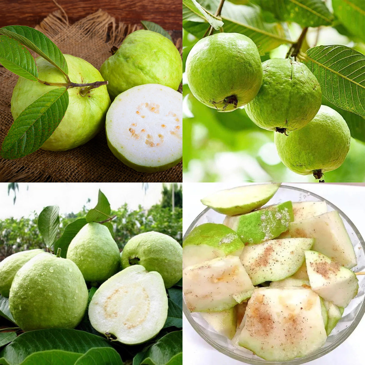 🎆Hot Sale🥂Rouge Guava Seeds--The Beauty Of Winter❄️