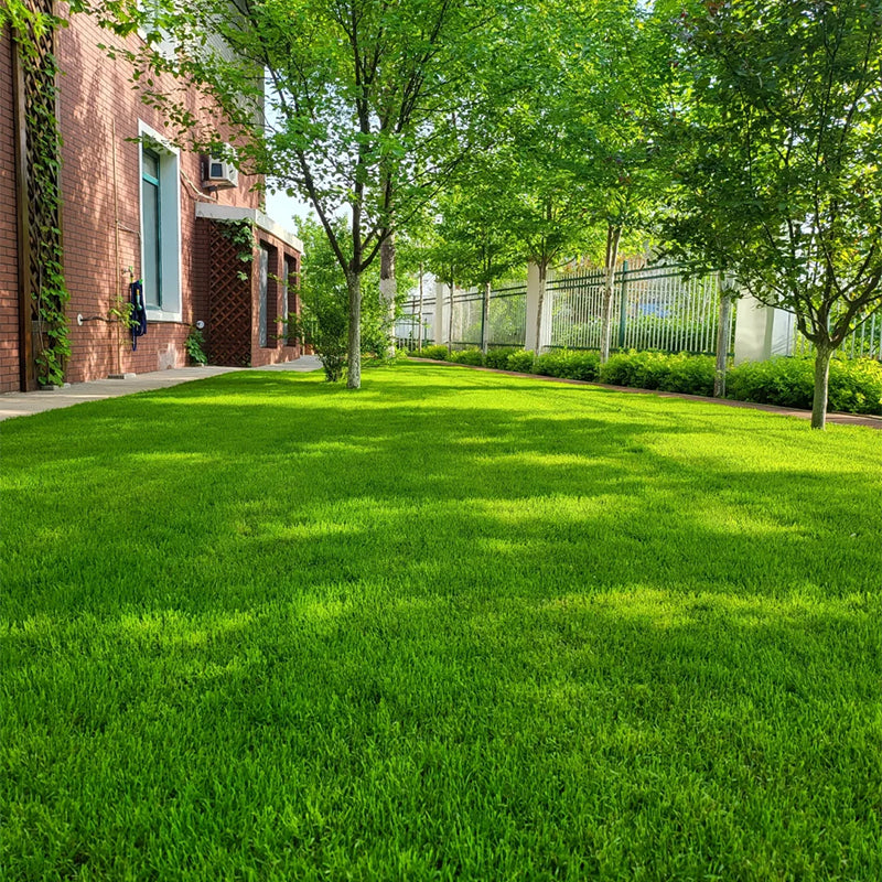 Turn Patchy, Dead Grass Into a Thick Green Lawn in Weeks