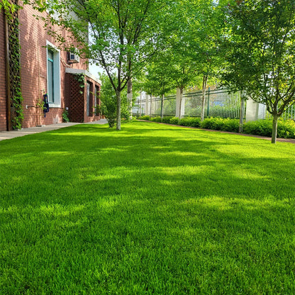 Turn Patchy, Dead Grass Into a Thick Green Lawn in Weeks