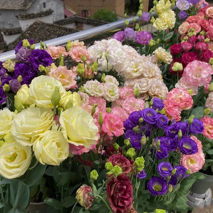 🔥Hot Sale 50% OFF🌱Eustoma Thornless Rose💐Lisanthus Seeds