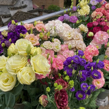 🔥Hot Sale 50% OFF🌱Eustoma Thornless Rose💐Lisanthus Seeds