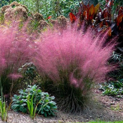 🩷Muhly Grass Seeds: Create a Stunning Pink Cloud in Your Garden