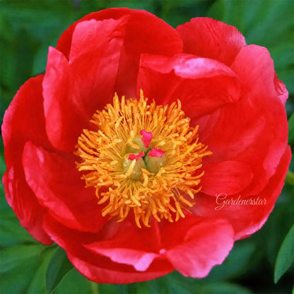 🌸 Rare Climbing Peony Bulbs🪴Big Full Blooms, Cold Hardy Perennial, Easy to Grow Garden Favorite