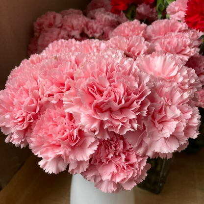 Double Carnation Seeds🌺