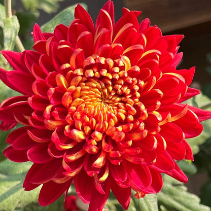🌺The Flower of Elegance🌼Giant Chrysanthemum Seeds