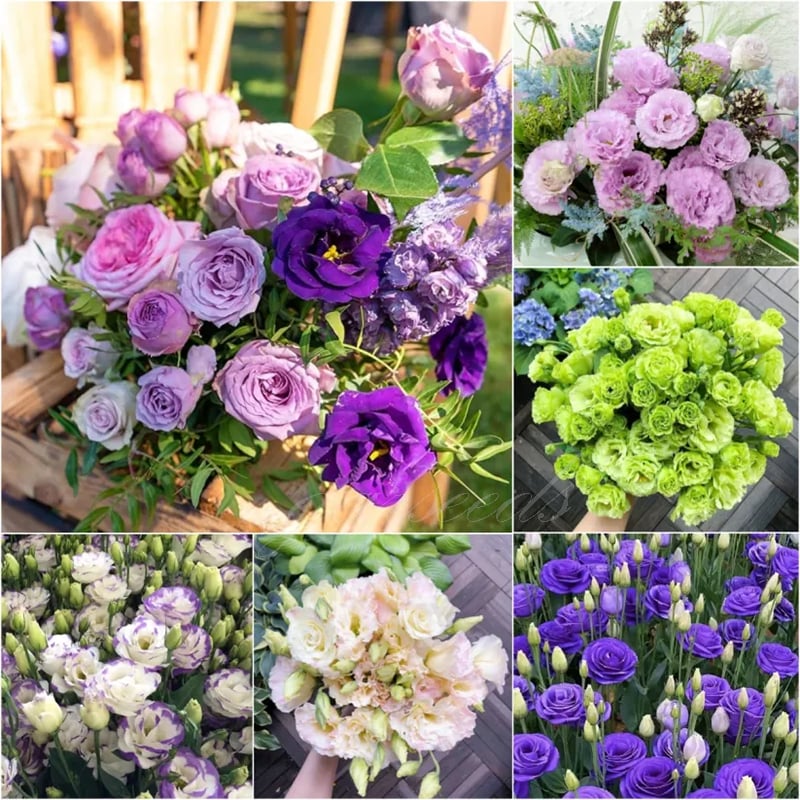 🔥Hot Sale 50% OFF🌱Eustoma Thornless Rose💐Lisanthus Seeds