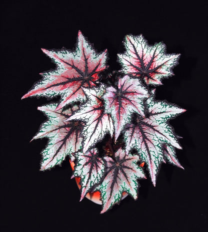 🌿Premium Begonia Seeds: A Rainbow of Blooms for Your Garden – Cultivated with Love by a Passionate Grower 🌈