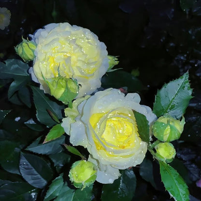 🔥Hot Sale 50% OFF🌱Eustoma Thornless Rose💐Lisanthus Seeds