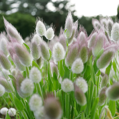 🐇Bunny Tails Ornamental Grass Seeds – Soft, Fluffy & Decorative