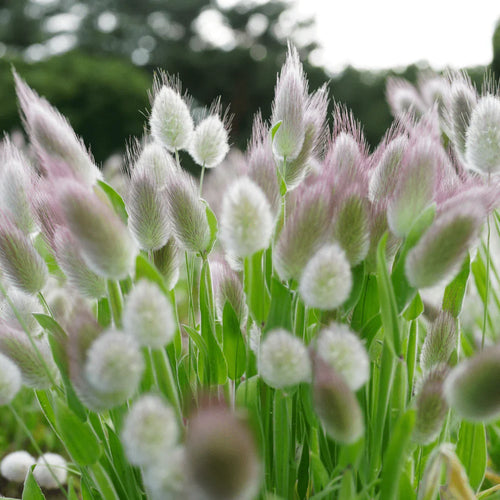 🐇Bunny Tails Ornamental Grass Seeds – Soft, Fluffy & Decorative