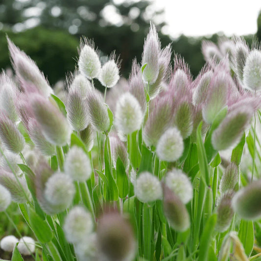 🐇Bunny Tails Ornamental Grass Seeds – Soft, Fluffy & Decorative