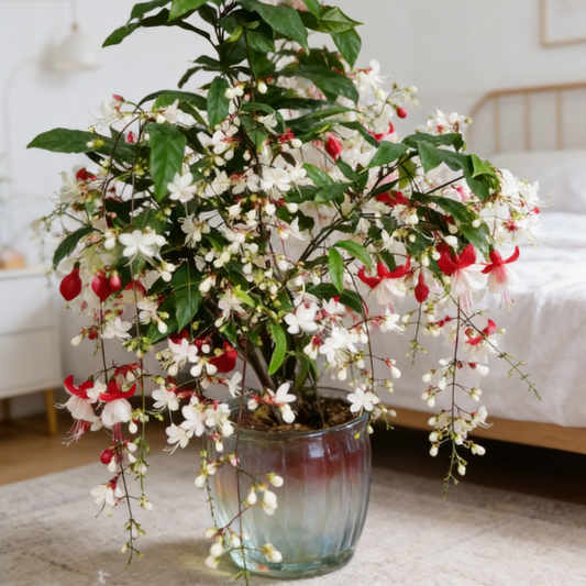🔥50% Off Only Today🌸 Weeping Jasmine Seeds🌸