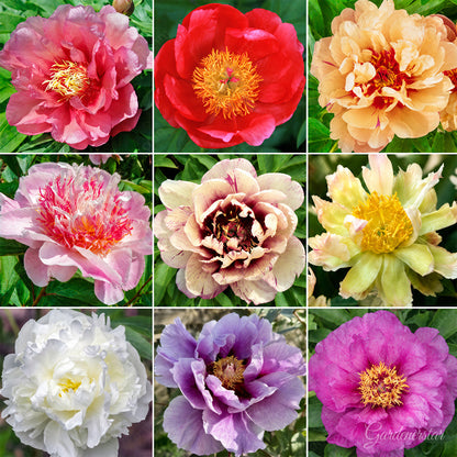 🌸 Rare Climbing Peony Bulbs🪴Big Full Blooms, Cold Hardy Perennial, Easy to Grow Garden Favorite