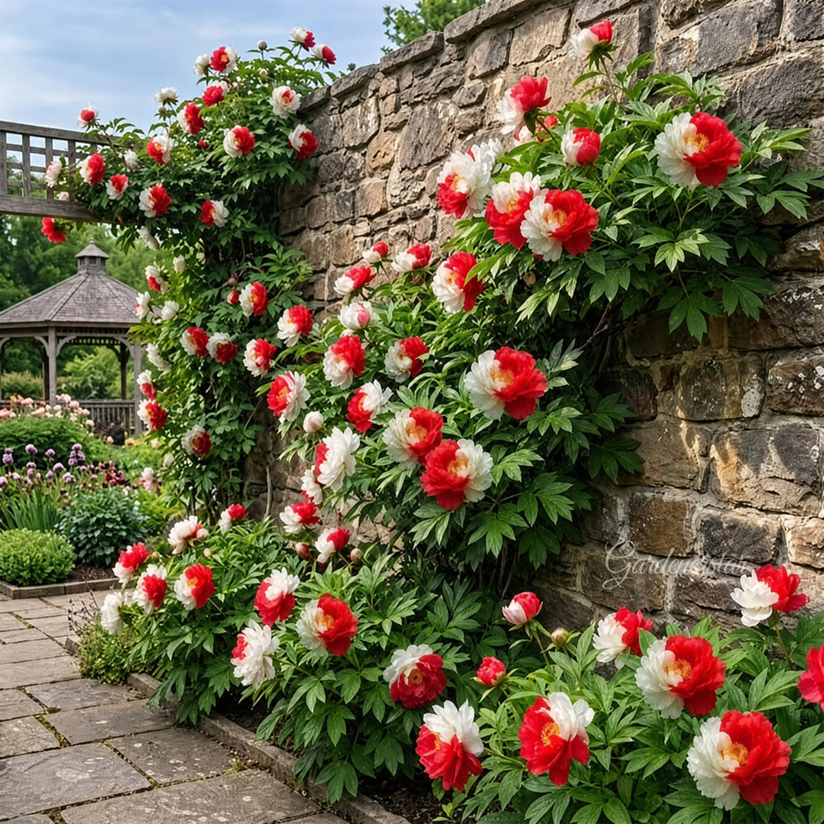 🌸 Rare Climbing Peony Bulbs🪴Big Full Blooms, Cold Hardy Perennial, Easy to Grow Garden Favorite